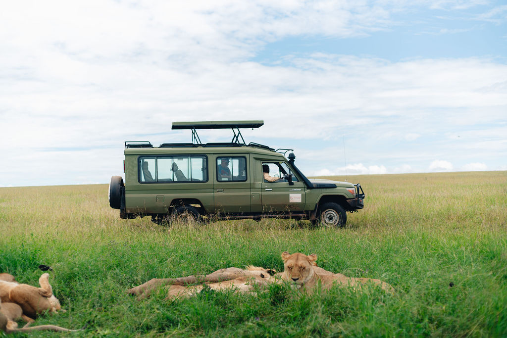 Sunset Safari